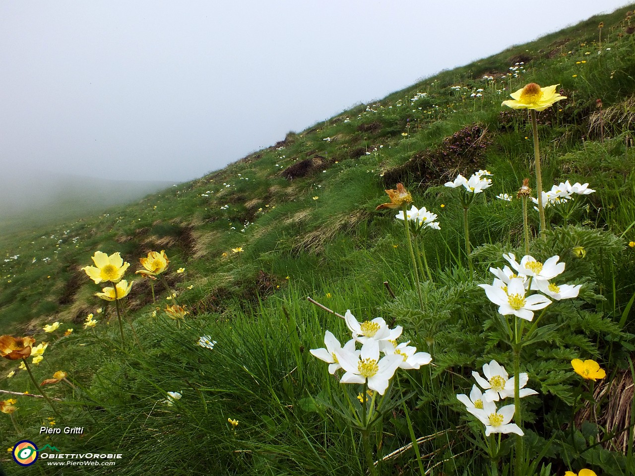 26 Distese di Pulsatilla alpina e di Anemone narcissino (bianchi).JPG